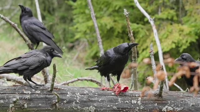 Black ravens eat meat in the forest