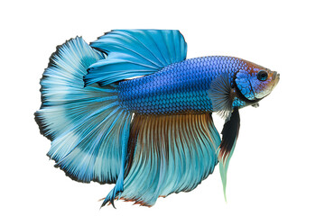 Macro Fish isolated