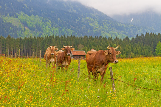 Kuh - Allg&auml;u - Blumen - Fr&uuml;hling - lustig