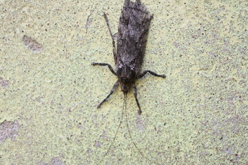 Nycteola revayana. Its common names oak nycteoline, Nolidae and Noctuoidea. It is a moth of the family Nolidae. It is found  Europe Japan and India.