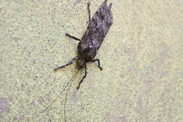 Nycteola revayana. Its common names oak nycteoline, Nolidae and Noctuoidea. It is a moth of the family Nolidae. It is found  Europe Japan and India.