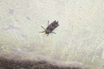 Nycteola revayana. Its common names oak nycteoline, Nolidae and Noctuoidea. It is a moth of the family Nolidae. It is found  Europe Japan and India.