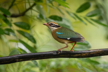 Indian Pitta perched on a branch