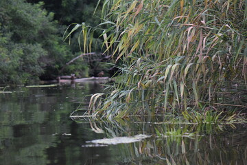reed grass family in the pond