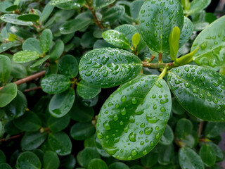 Close-up of green leaves Ficus annulata with water droplets after rain
