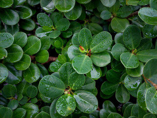 Close-up of green leaves Ficus annulata with water droplets after rain