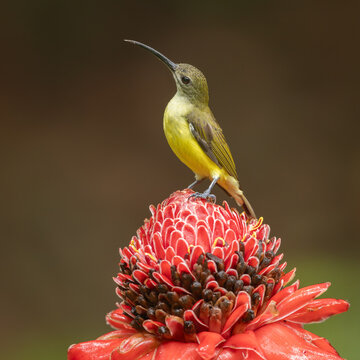 Little spiderhunter perched on a red tropical flower 