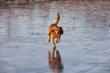 Cocker spaniel running on ice.