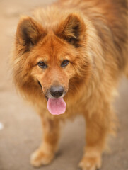 Portrait of a red fluffy dog with its tongue hanging out.