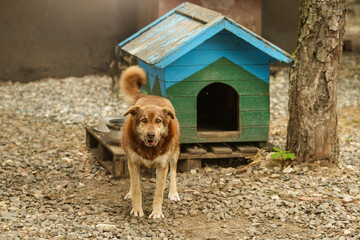A stray dog from a shelter stands near its kennel.