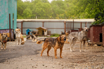 A pack of stray dogs bark at an animal shelter.