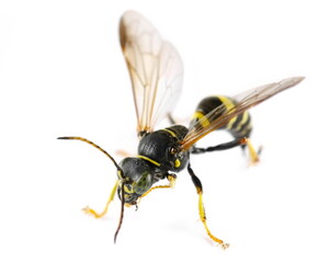 Tachytes, solitary green-eyed wasp isolated on white, side view
