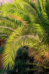 Green leaves of sago palm close-up. Beautiful exotic plant, grows in the south of Russia. Vertical photo.