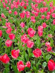 Spring nature background. beautiful pink Tulips flowers in park. Gentle artistic floral image. template for design. copy space.