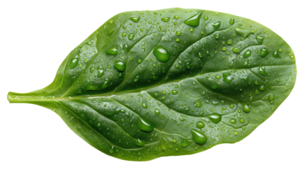 Detailed single baby spinach leaf isolated on white PNG ideal for recipe books, wellness branding, and clean eating graphics