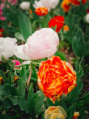 Peony tulips close-up. Beautiful natural background, vertical photo.
