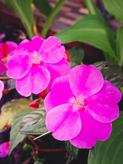 close up Pink flowers of New Guinea impatiens. Beautiful natural background, vertical photo.