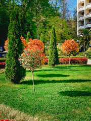 Beautiful ornamental trees and shrubs grow on a green lawn on a city street. Vertical photo.