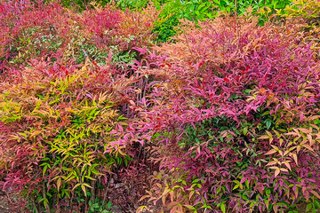 Nandina Bush - Photograph of colorful leaves on a Nandina bush. Selective focus on the leaves in the center of the image.