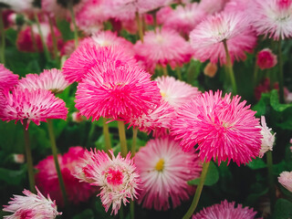 Double pink daisy. Close-up, selective focus.