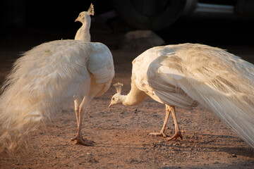 2 white peacocks in harmony with each other in thailand at golden hour