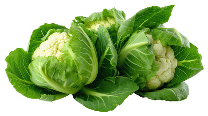 Obraz premium Top view of freshly harvested cauliflower heads with vibrant green leaves perfect for farm-to-table visuals, fresh produce marketing, and healthy food designs
