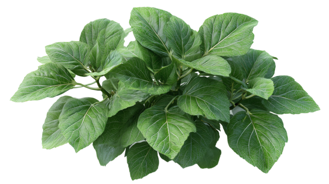 Healthy ornamental plant with broad green leaves from above great for plant nursery marketing, garden blogs, and lifestyle content