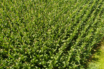 Fototapeta premium aerial drone view photo from drone of growing maize field in rural agricultural area