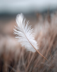Delicate white feather resting gently on soft brown grass with blurred natural background, evoking calm and peaceful atmosphere in close up view
