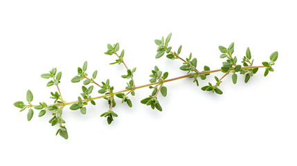 Obraz premium parsley isolated on white background