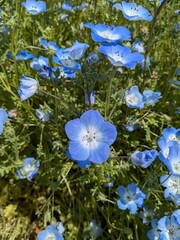 the beautiful baby blue eyes garden in Japan