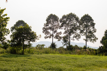 natural background of many species of plants that are laid out in the park, for the propagation of the species and to provide shade for those who stop by while traveling to study the ecology.