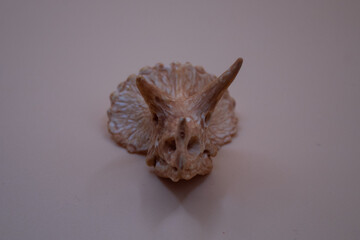 seashell on a black background dinosaur skull 