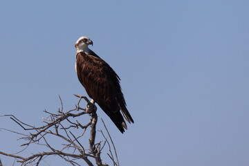 Australasian Osprey (Pandion Haliaetus Cristatus, eastern osprey) on perch, overlooking Murchison River, Kalbarri, Western Australia. Also known as sea hawk, river hawk, fish hawk