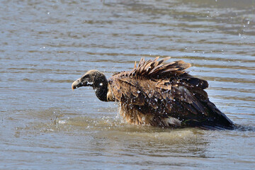 Indian vulture bathing