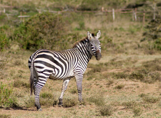 Obraz premium Zebras in African savana on dry grass at safari game wild nature in Masai Mara, Amboseli, Samburu, Serengeti Tsavo national parks of Kenya and Tanzania. Zebra mammal animal wildlife in Africa savannah