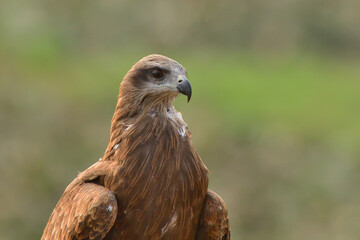 Black Kite