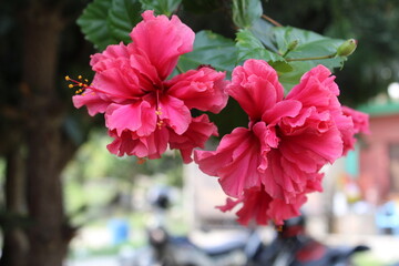 Red hibiscus flowers in the garden