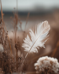 Delicate white feather gently rests among dry brown grass and blurred natural background, evoking calm and peaceful autumn atmosphere