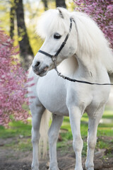 Obraz premium portrtait of funny cute white pony with chic mane posing against blossoming almond bush. at evening