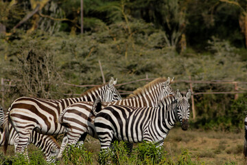 Obraz premium Zebras in African savana on dry grass at safari game wild nature in Masai Mara, Amboseli, Samburu, Serengeti Tsavo national parks of Kenya and Tanzania. Zebra mammal animal wildlife in Africa savannah