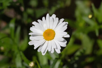 Fototapeta premium White flower with yellow centers in garden