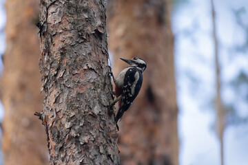 Great spotted woodpecker in tree