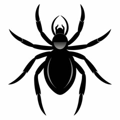 spider on a white background