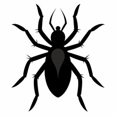 spider isolated on white background