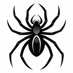 spider on a white background