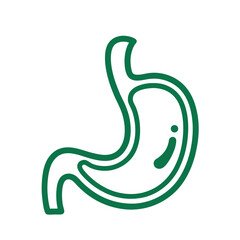 Realistic Human Stomach &ndash; Medical Illustration for Research and Study Materials