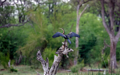 African darter drying its wings in a tree