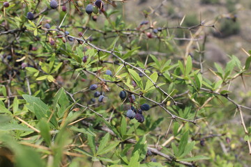 Berberis or the black barberry wild fruits and plant