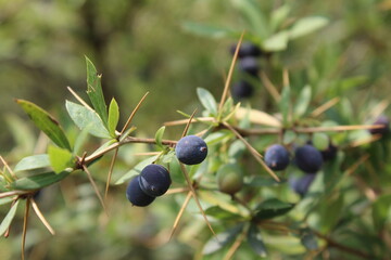 Berberis or the black barberry wild fruits and plant